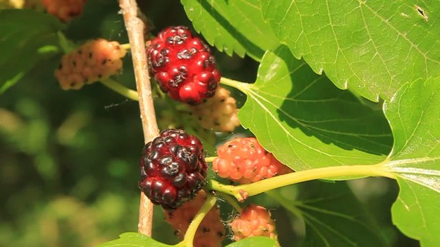 Fresh mulberry