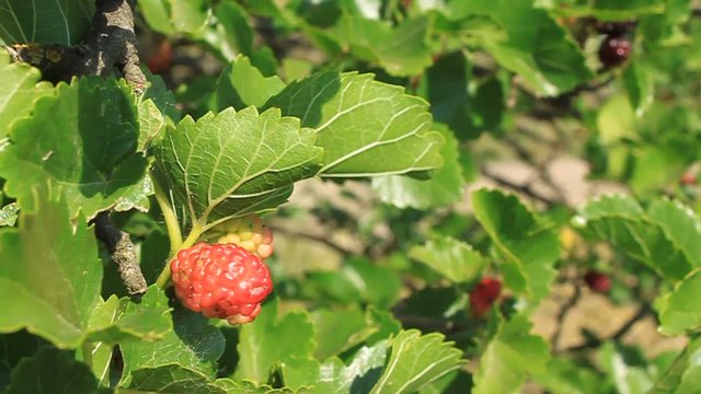 Red mulberry