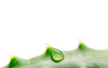 Obraz premium Aloe plant green with a drop of water close-up macro isolated on a white background