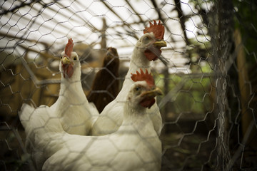 Three white chickens looking around in poultry