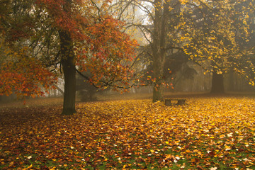 empty wooden bench in autumn colored park with golden leaves