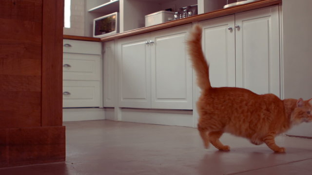 A red cat fall on the floor