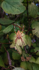 Kreuzspinne