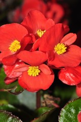 Obraz premium цветы