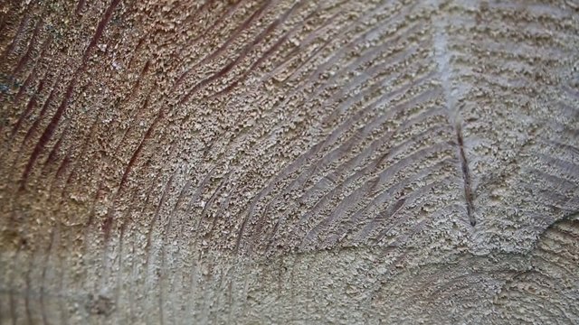 Growth rings on an old tree