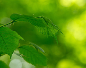 green leaves