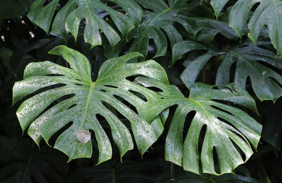 Tropical leafs on a black background