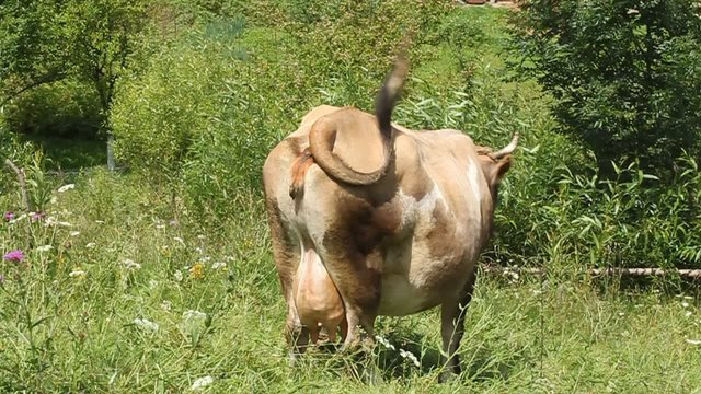 Guy Fucks Cow