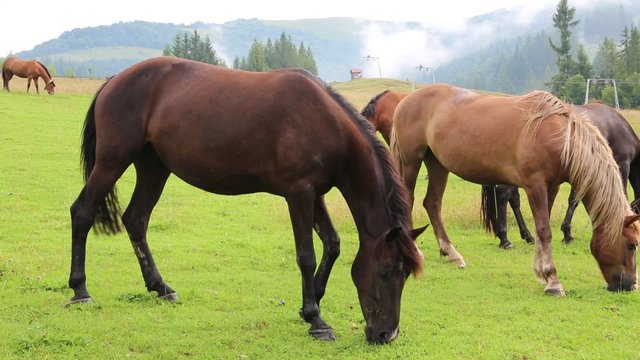 Horses on the grassland