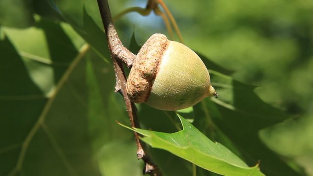 Acorn