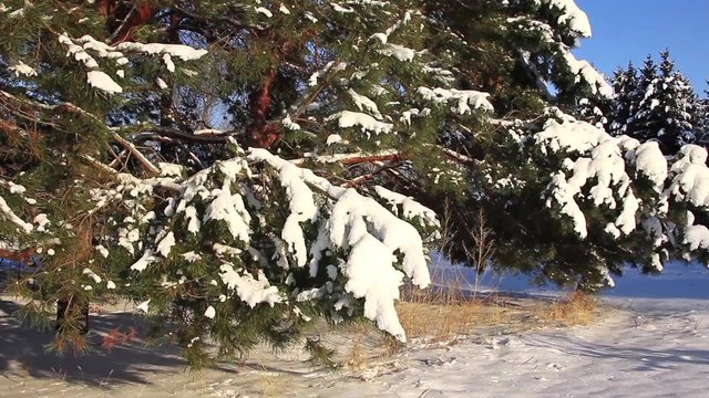 Pine-trees under snow