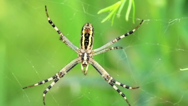 Garden spider. Araneus diadematus
