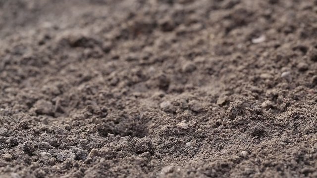 Woman planting a young plant in the soil