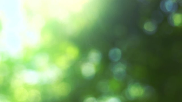 Blurred nature background with sun flare