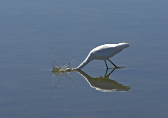 Great Egret Bobbing for Fish