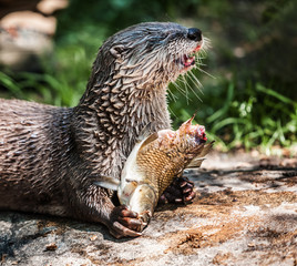 Otter with a carp - 92989840