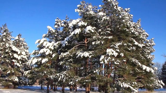 Pine-trees under snow