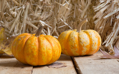 Two Autumn Gourd