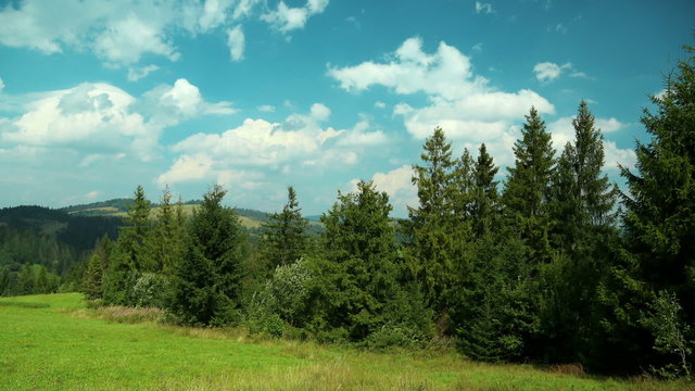 Time lapse of clouds and beautiful green coniferous trees