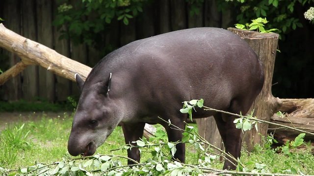 South american Tapir. Tapirus Terrestris