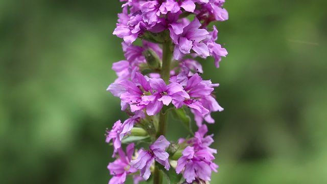 Lythrum salicaria or Spiked Loosestrife - purple flower, Carpatian mountains, Ukraine