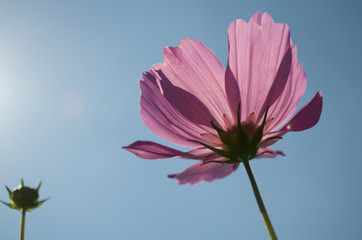 コスモスと空