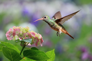 Fototapeta na wymiar Ruby-throated Hummingbird Hovering on Hydrangea