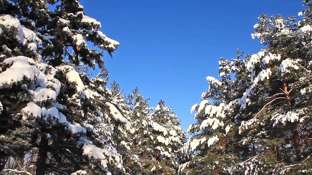 Pine-trees under snow