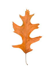 Fototapeta premium dried oak leaf on white background