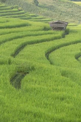 Peel and stick wall murals Rice fields Terraced Rice fields