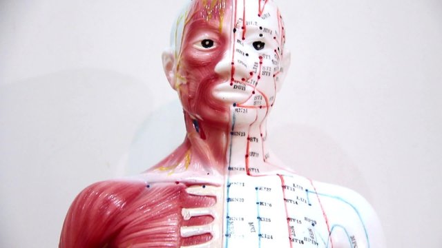 Organization of the human body