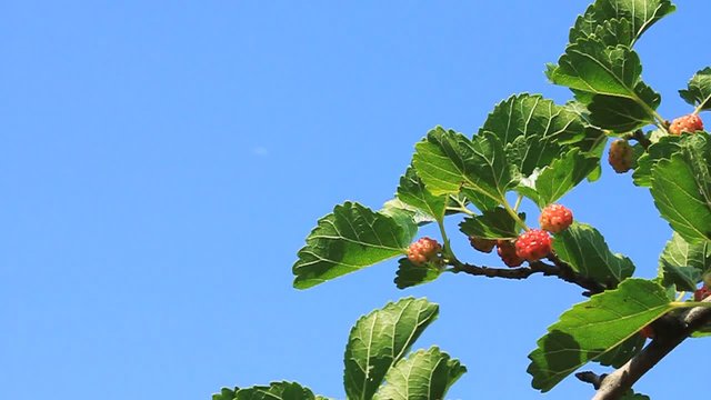 Mulberry