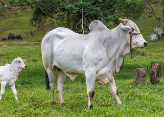 Obraz premium Touro e bezerro