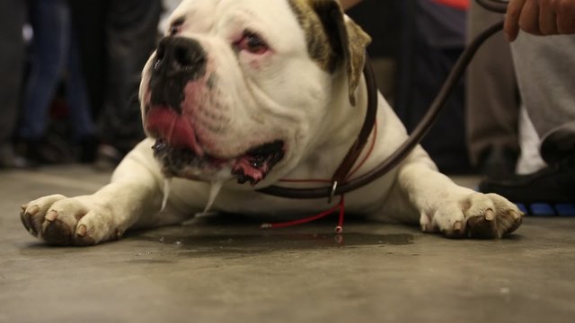 White bulldog
