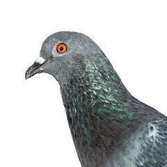 pigeon isolated on white