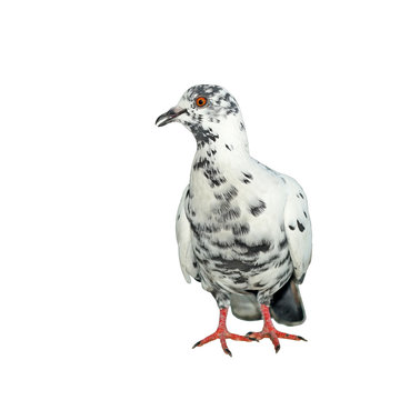 white pigeon  isolated on white