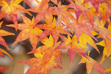 オレンジのもみじ