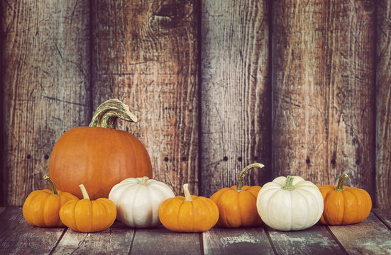 Pie pumpkin and mini pumpkins in a row against rustic wooden background