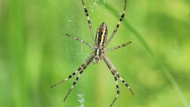 Garden spider. Araneus diadematus