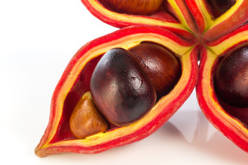 Sterculia monosperma