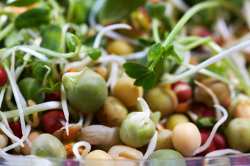 Micro greens salad.