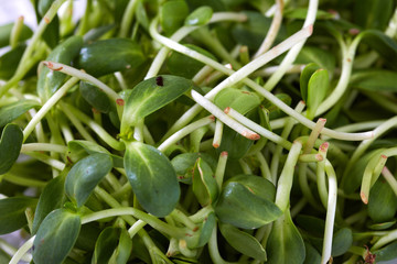 Micro greens salad.