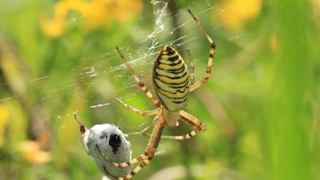 Garden spider. Araneus diadematus