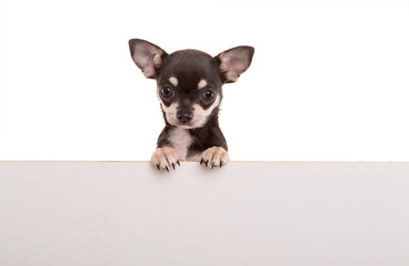 Chihuahua puppy