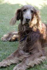 Old Irish red setter