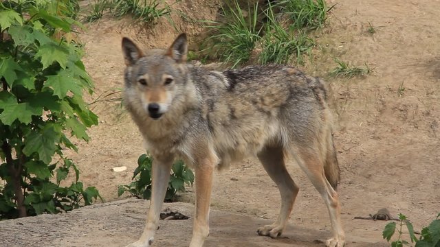 Wolf