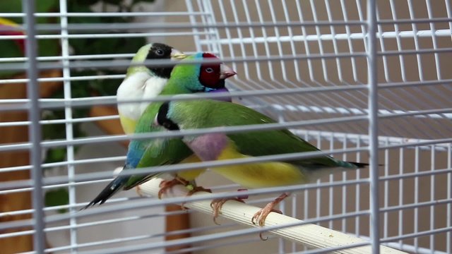 Australian Amadines