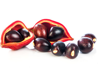 Sterculia monosperma