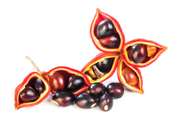 Sterculia monosperma
