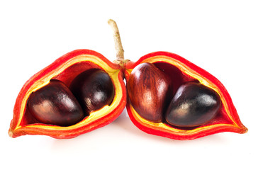 Sterculia monosperma